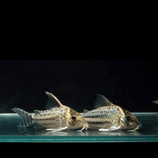 Ornate Corydoras Ornatus 4cm Catfish - Real Aquatics