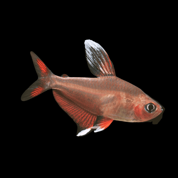 Ornate White Fin Bentosi Tetra Hyphessobrycon Bentosi 2cm - Real Aquatics