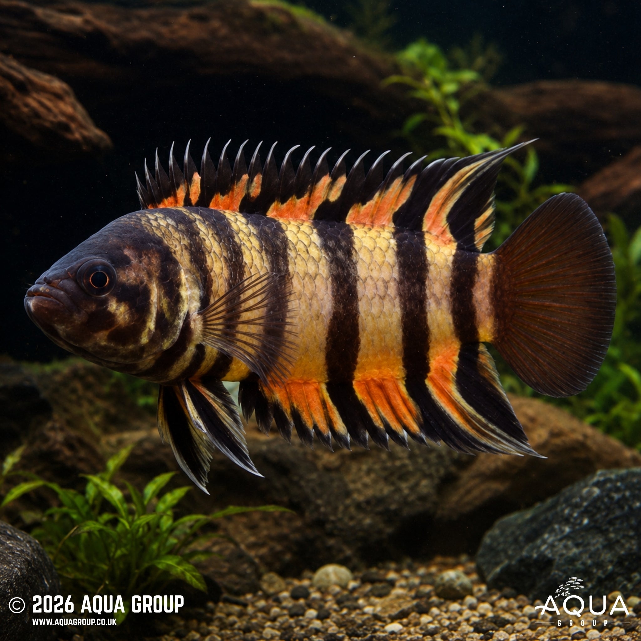 Ornate Ctenopoma (Microctenopoma ansorgii)