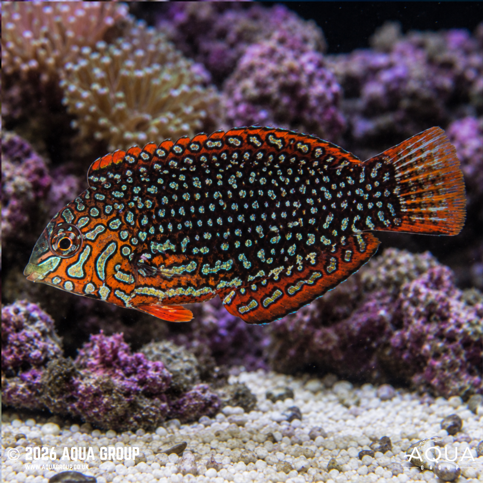 Ornate Leopard Wrasse (Macropharyngodon ornatus)