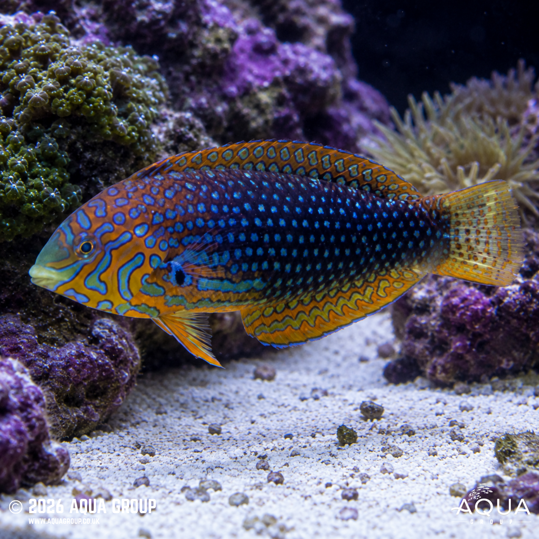 Ornate Leopard Wrasse (Macropharyngodon ornatus)