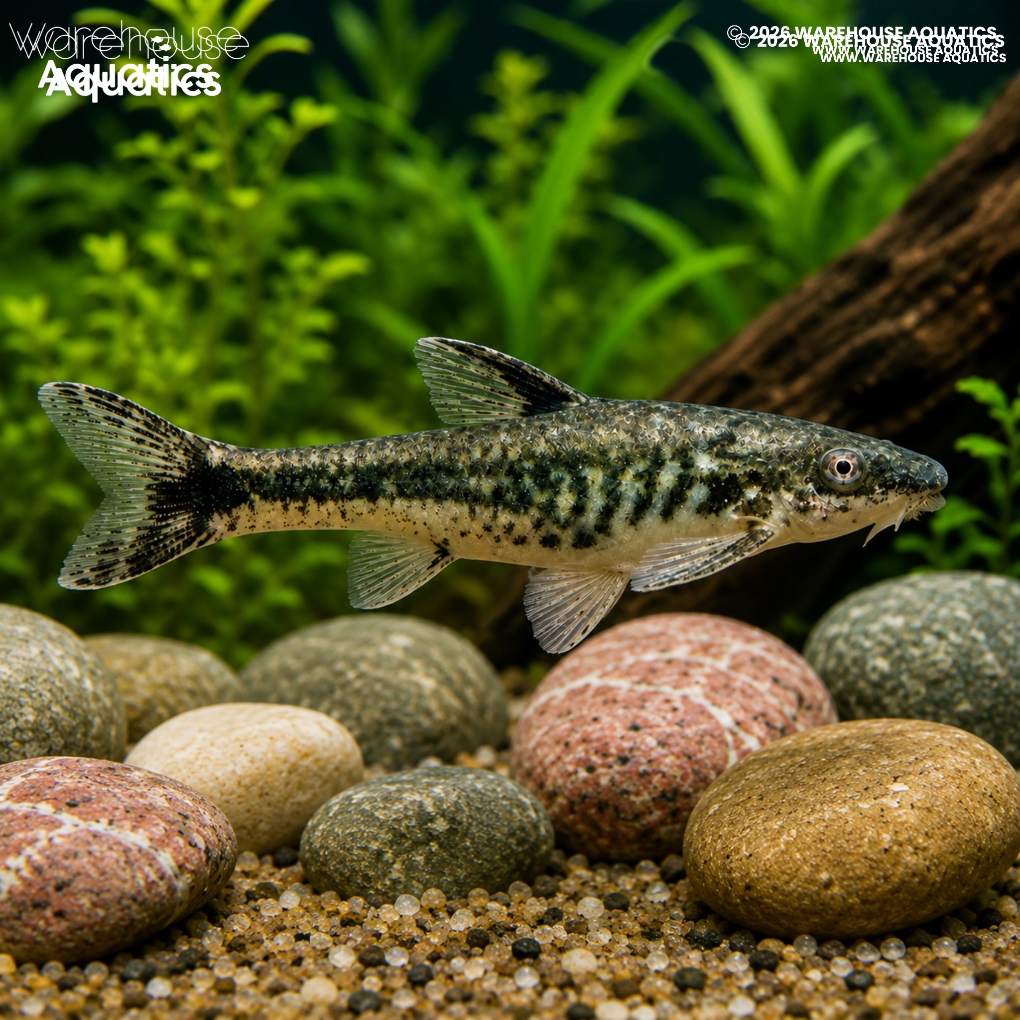 Otocinclus Arnoldi (Otocinclus arnoldi)