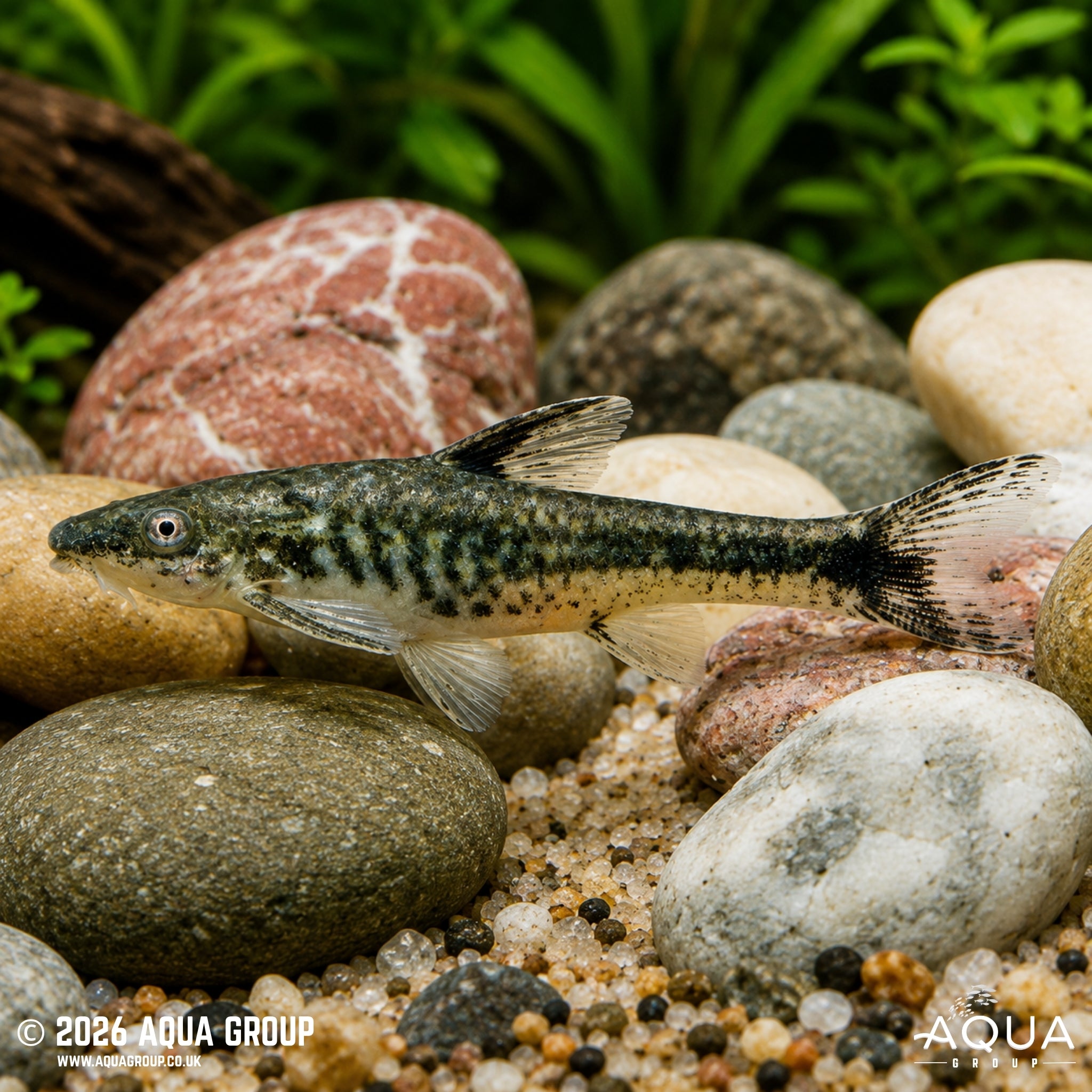 Otocinclus Arnoldi (Otocinclus arnoldi)