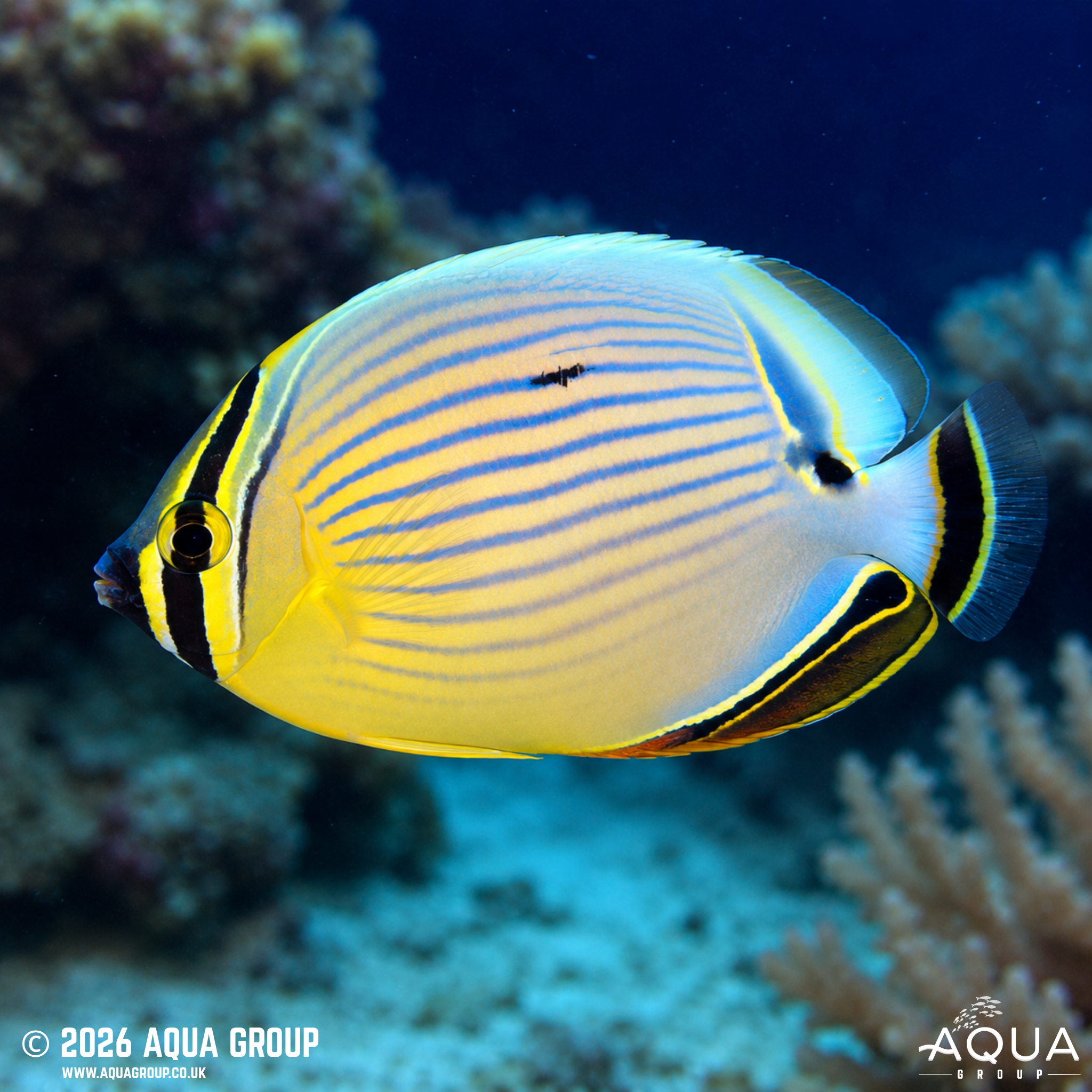 Oval Butterflyfish (Chaetodon lunulatus)