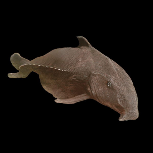 Oxydoras (Pseudodoras) Niger Ripsaw Catfish 12cm - Real Aquatics