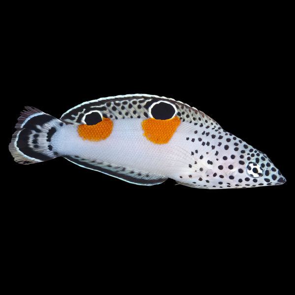 Pacific Twinspot Wrasse Coris Aygula - Real Aquatics