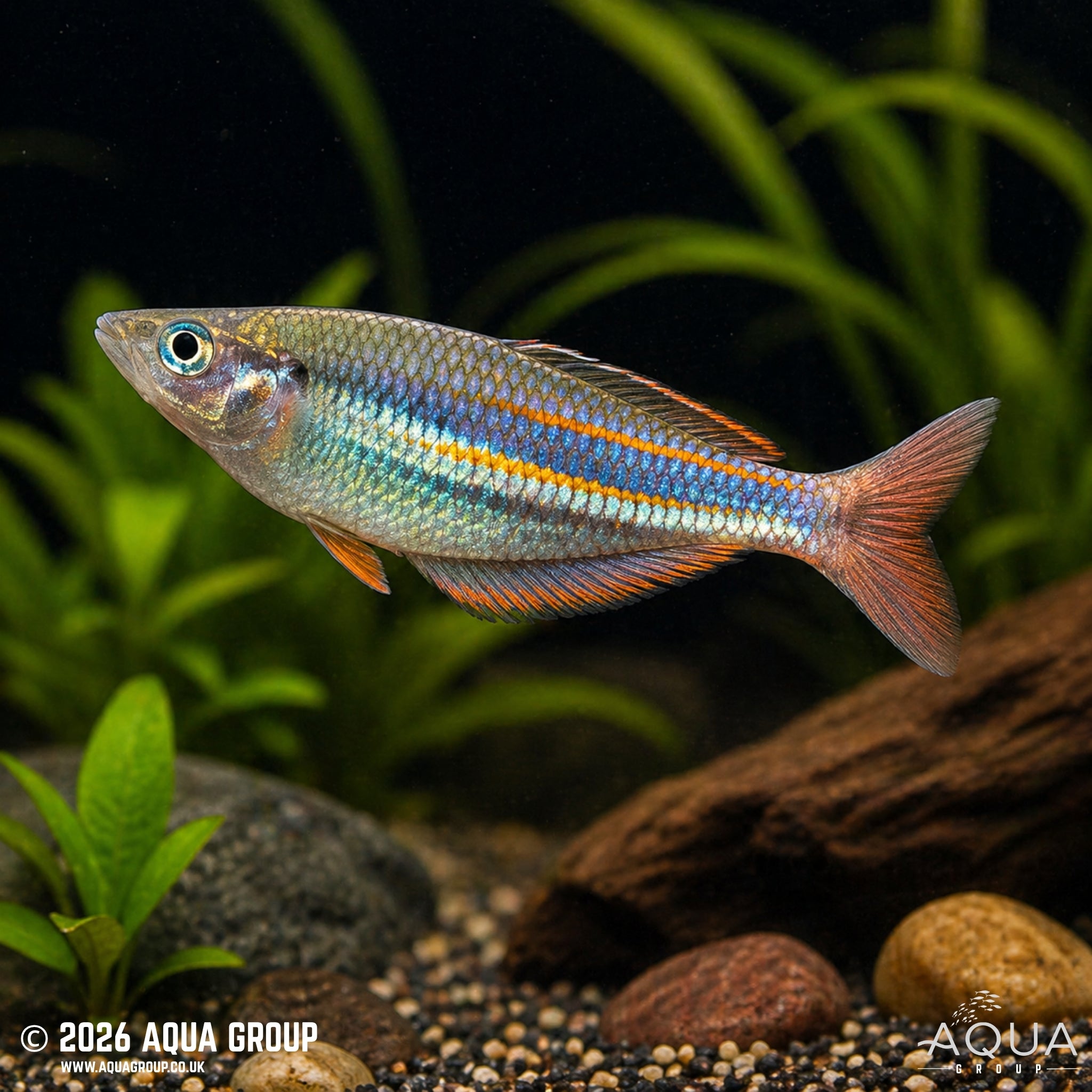 Pagwi Rainbowfish (Melanotaenia affinis)