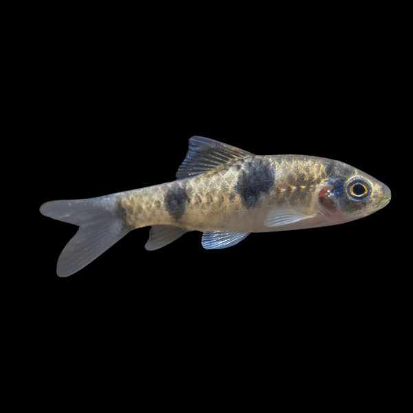 Panda Barb Haludaria Fasciata 4cm - Real Aquatics