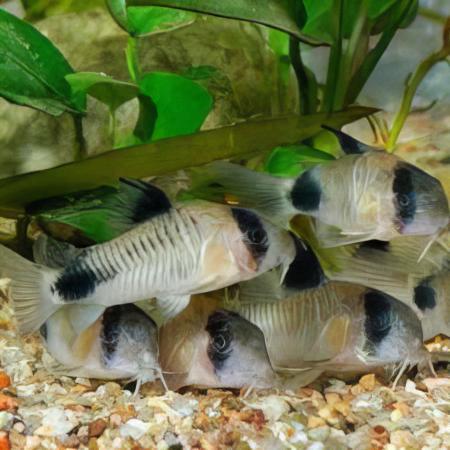 Panda Corydoras Panda 3cm Catfish - Real Aquatics