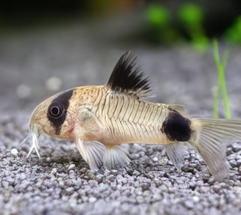 Panda Corydoras Panda 3cm Catfish - Real Aquatics
