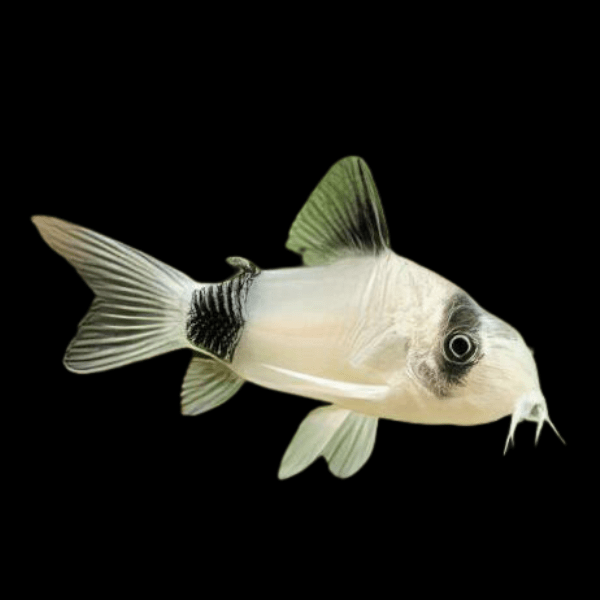 Panda Corydoras Panda 3cm Catfish - Real Aquatics