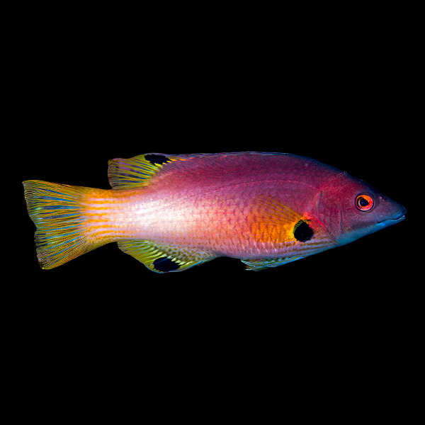 Panda Hog Fish Bodianus Axillaris - Real Aquatics