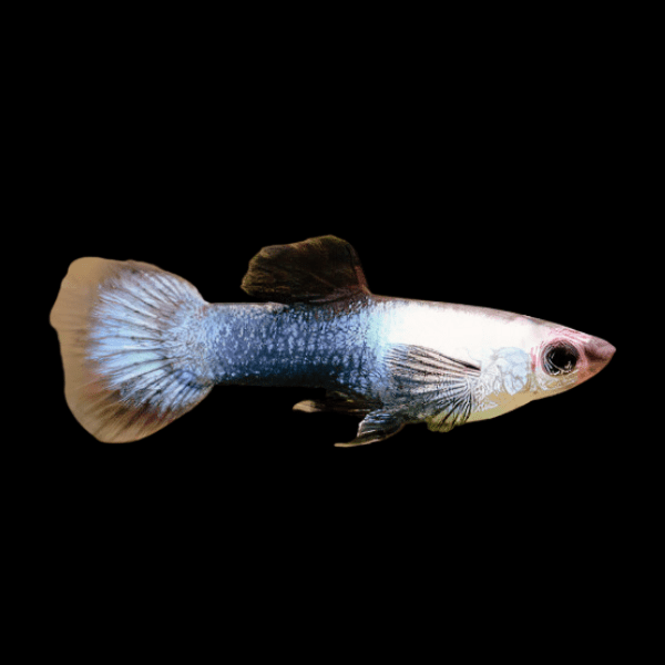Panda Male Guppy Poecilia Reticulata 3cm - Real Aquatics