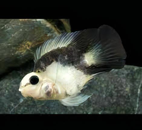 Panda Baby Parrot Fish Hybrid Amphilophus Citrinellus Vieja melanurus 3cm - Real Aquatics