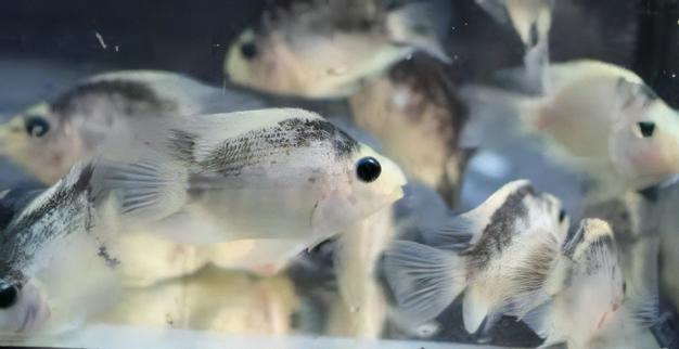 Panda Baby Parrot Fish Hybrid Amphilophus Citrinellus Vieja melanurus 3cm - Real Aquatics