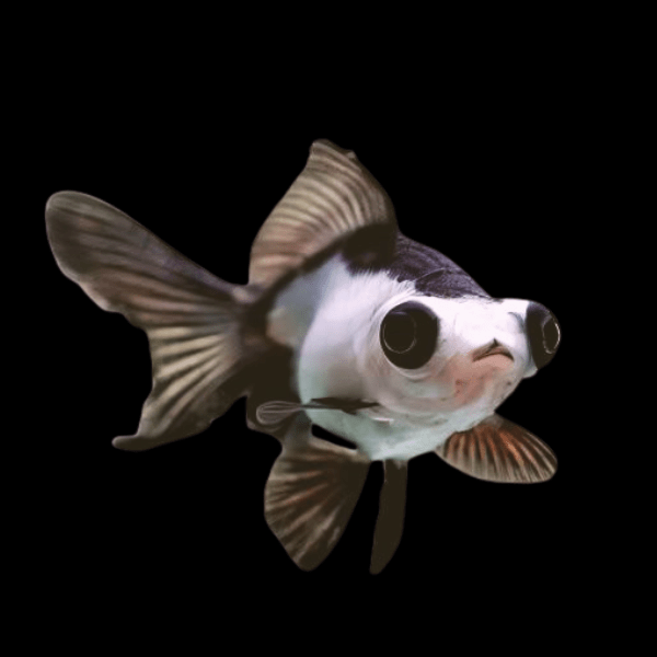 Panda Telescope Butterfly Moor Goldfish Carassius Auratus - Real Aquatics