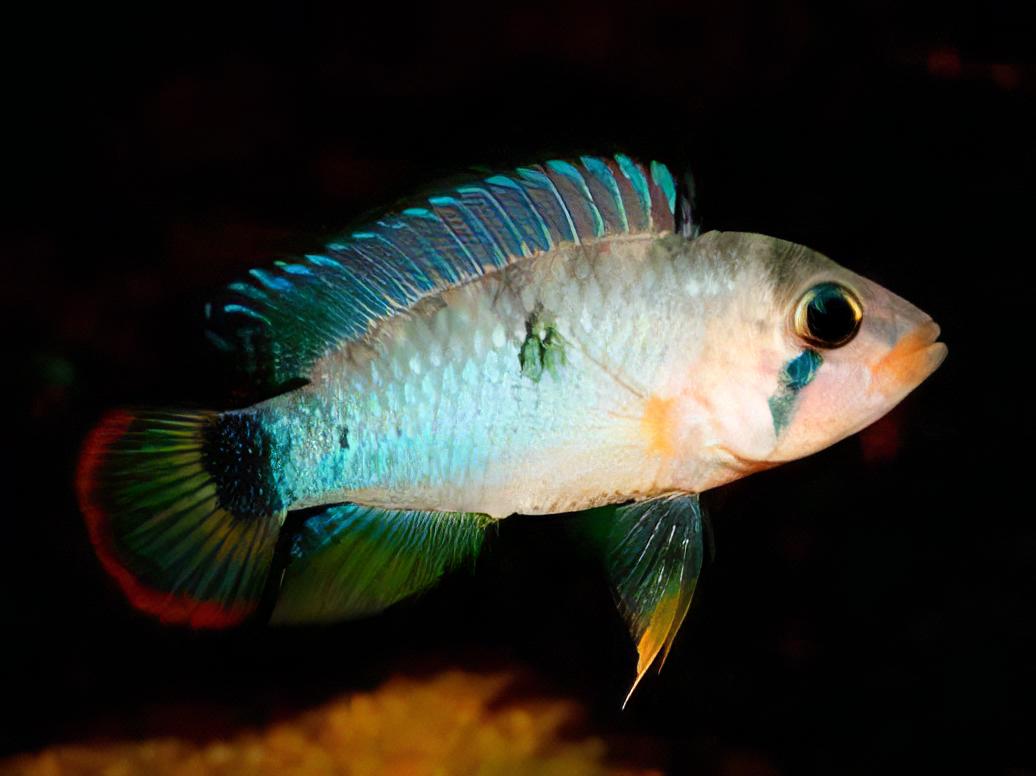 Apistogramma Pandourini 3cm