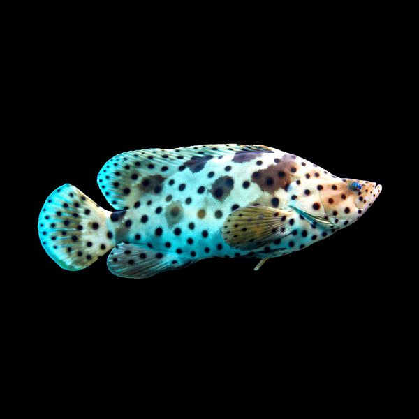 Panther Grouper Cromileptes Altivelis - Real Aquatics