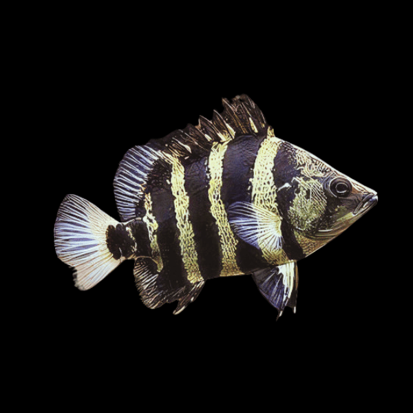 Papua New Guinea Datnoid Tiger fish Datnioides Campbelli - Real Aquatics
