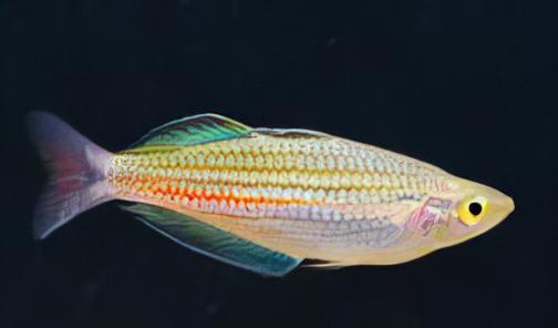 Papua Rainbow Fish Melanotaenia Papuae 5cm - Real Aquatics