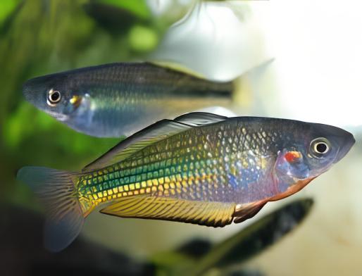Papua Rainbow Fish Melanotaenia Papuae 5cm - Real Aquatics