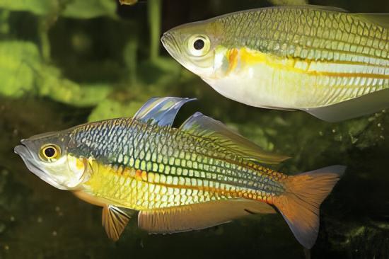 Papua Rainbow Fish Melanotaenia Papuae 5cm - Real Aquatics