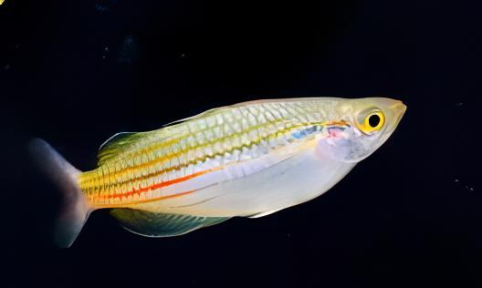 Papua Rainbow Fish Melanotaenia Papuae 5cm - Real Aquatics