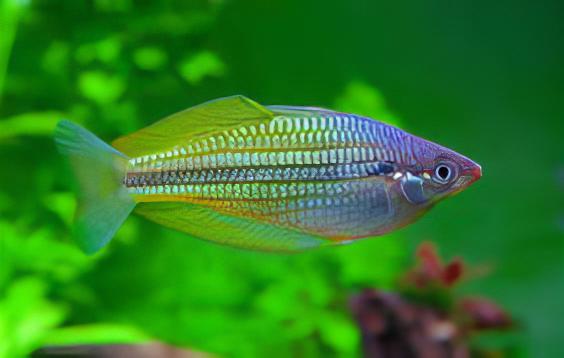 Papua Rainbow Fish Melanotaenia Papuae 5cm - Real Aquatics