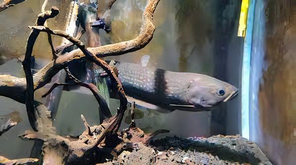 Giant Marbled Reticulated Arowana Knife Fish Papyrocranus Afer 10cm - Real Aquatics