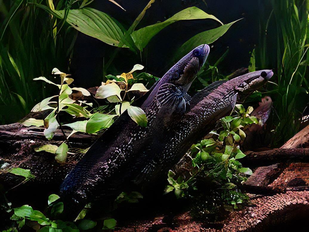 African Snakehead Parachanna Africana 10cm - Real Aquatics