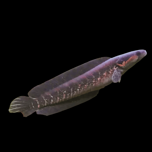 African Snakehead Parachanna Africana 10cm - Real Aquatics
