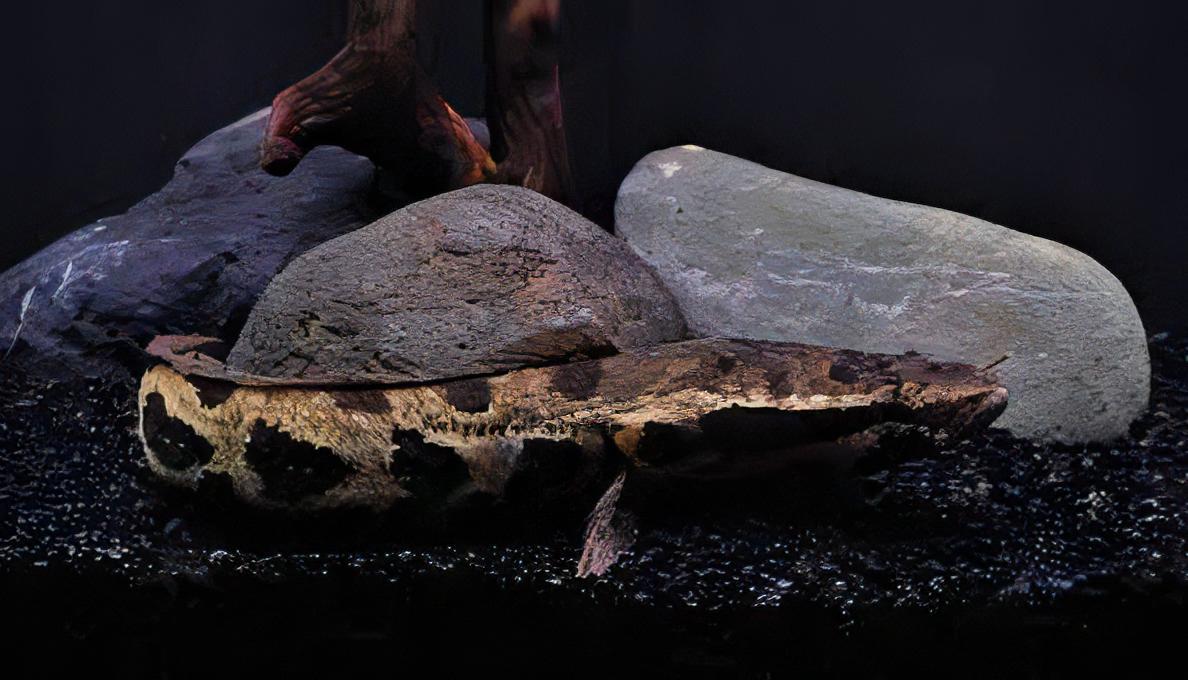 African Obscure Snakehead Parachanna Obscura