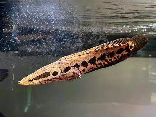 African Obscure Snakehead Parachanna Obscura