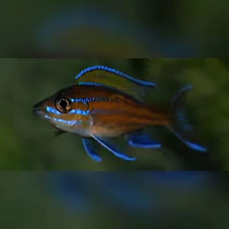 Paracyprichromis Nigripinnis Neon Blue Tanganyikan African Cichlids 5cm - Real Aquatics