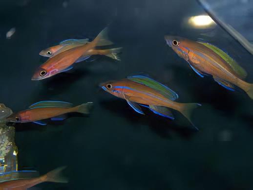 Paracyprichromis Nigripinnis Neon Blue Tanganyikan African Cichlids 5cm - Real Aquatics