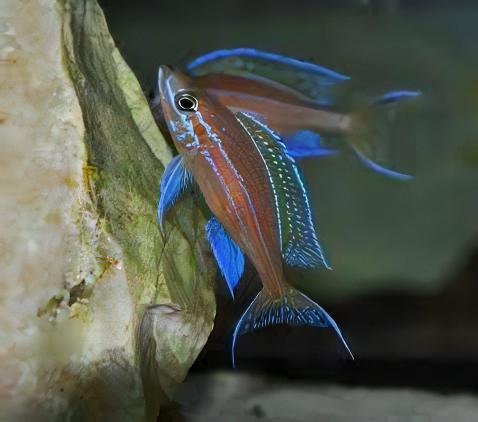 Paracyprichromis Nigripinnis Neon Blue Tanganyikan African Cichlids 5cm - Real Aquatics