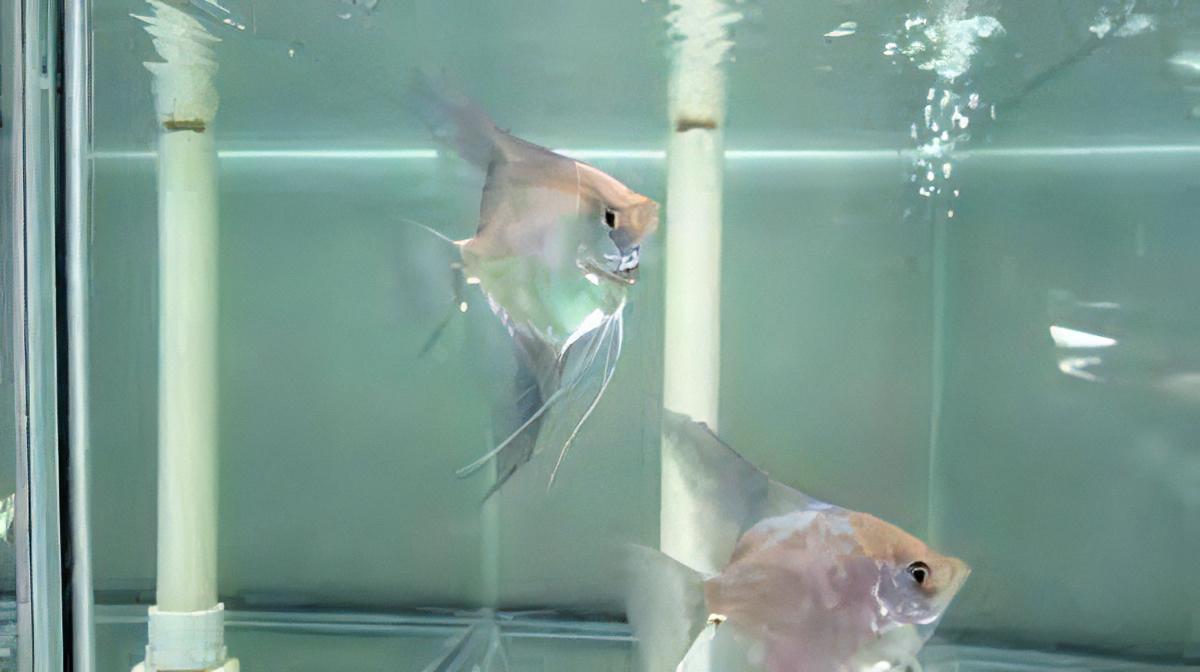 Paraiba Ghost Angelfish Pterophyllum Scalare 5cm - Real Aquatics