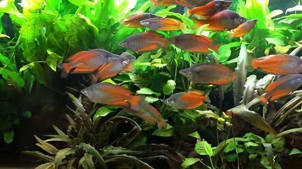 Parkinsoni Rainbow Fish Melanotaenia Parkinsoni 5cm - Real Aquatics