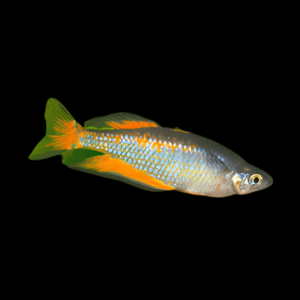 Parkinsoni Rainbow Fish Melanotaenia Parkinsoni 5cm - Real Aquatics