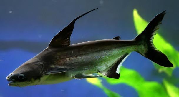 Paroon Shark Hi Fin Pangasius Sanitwongsei 5cm - Real Aquatics