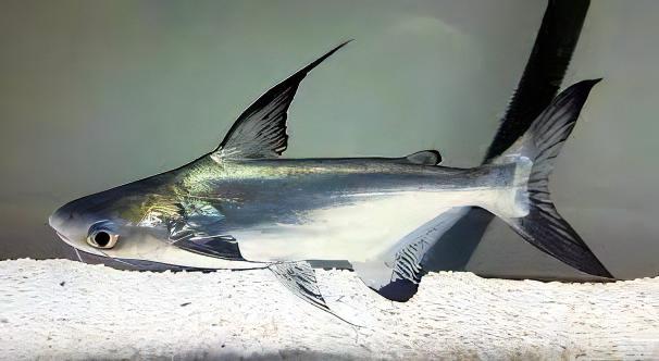 Paroon Shark Hi Fin Pangasius Sanitwongsei 5cm - Real Aquatics