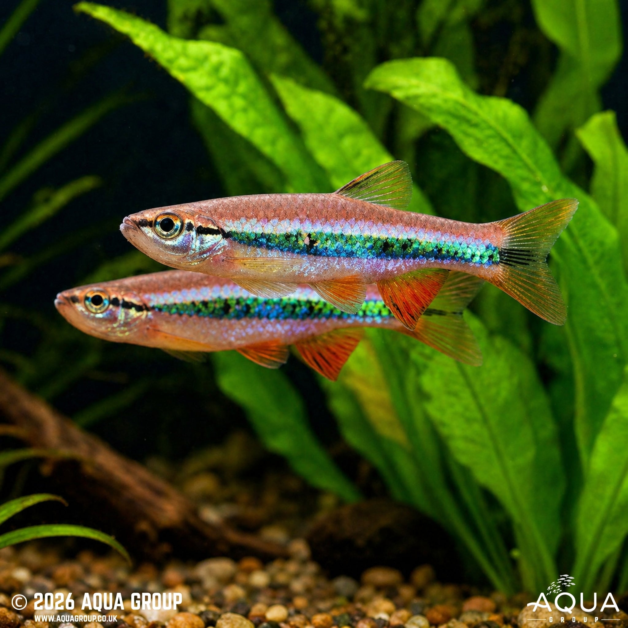 Patrick's Rasbora (Rasbora patrickyapi)