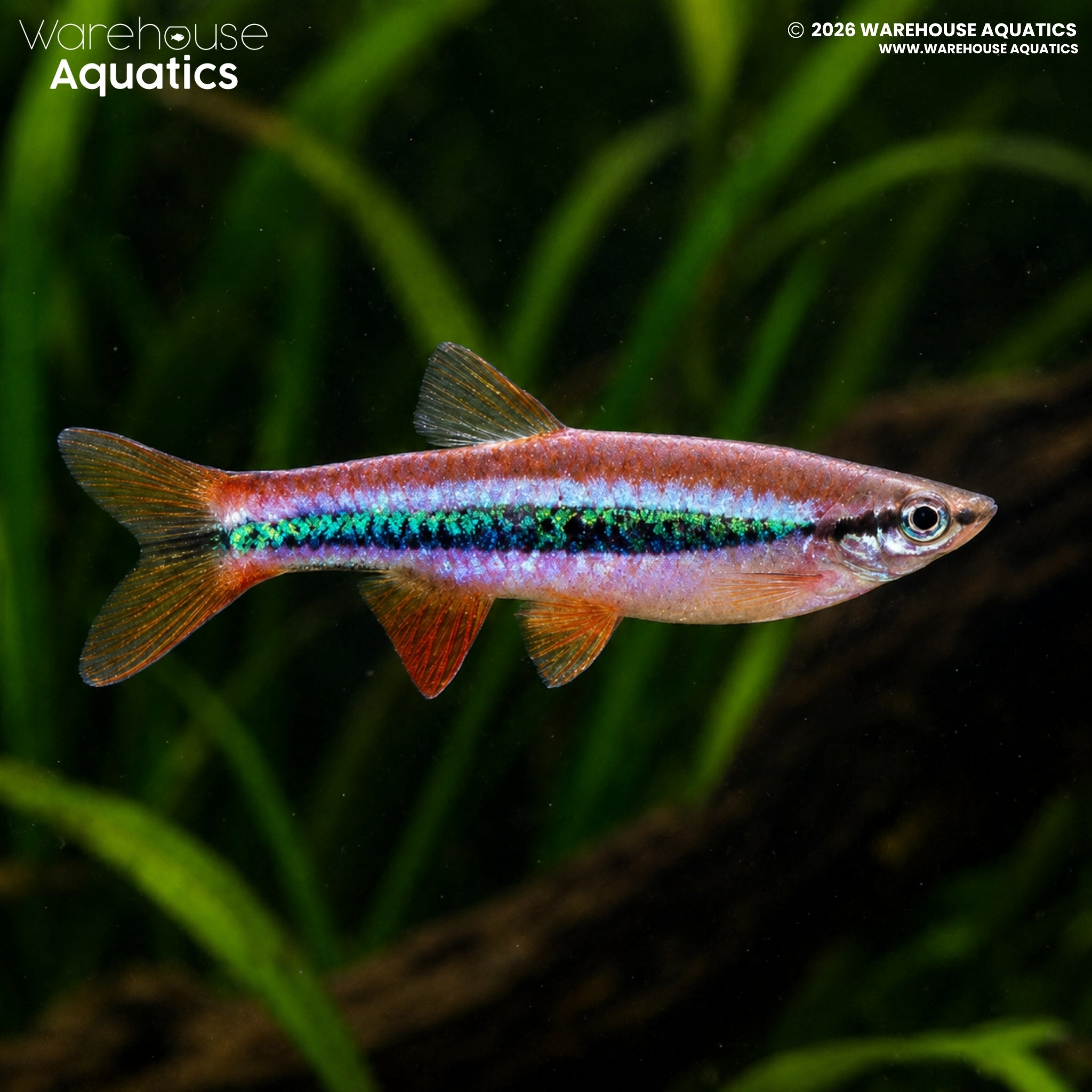 Patrick's Rasbora (Rasbora patrickyapi)