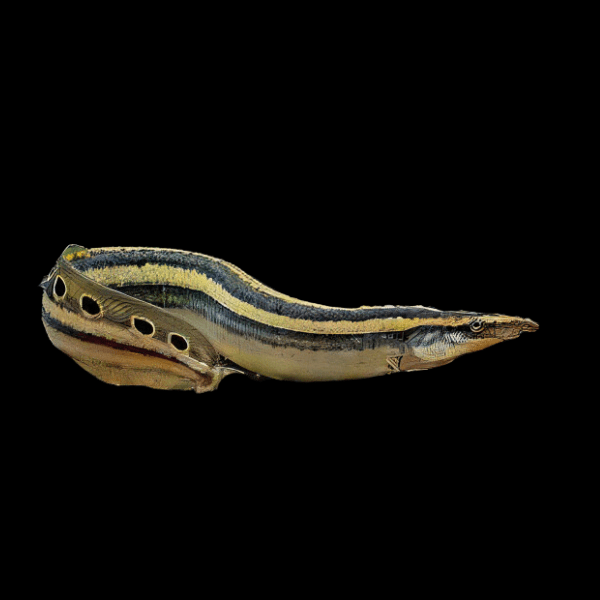 Peacock Spiny Eel Macrognathus Siamensis 10cm - Real Aquatics