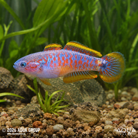 Goby