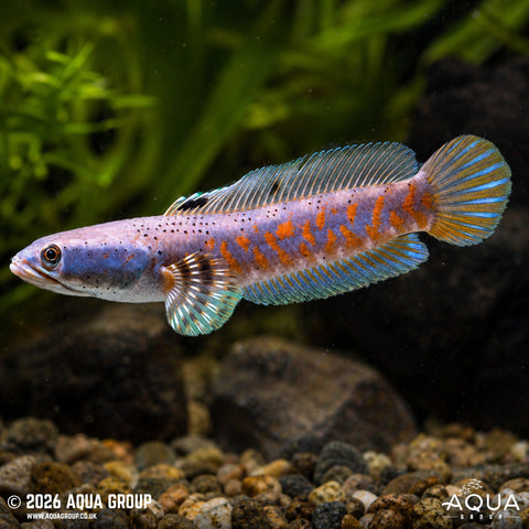 Snakehead