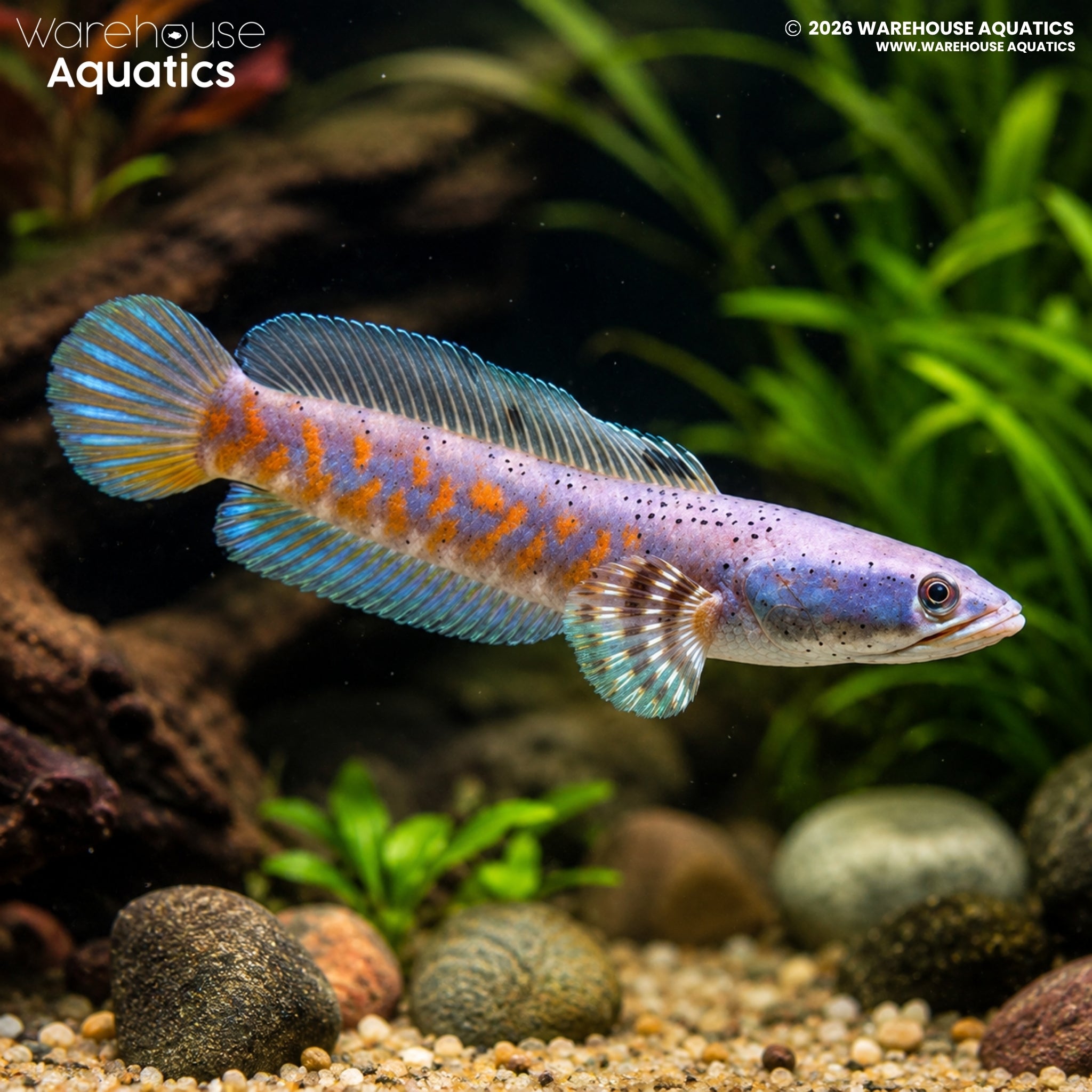 Peacock Snakehead (Channa pulchra)