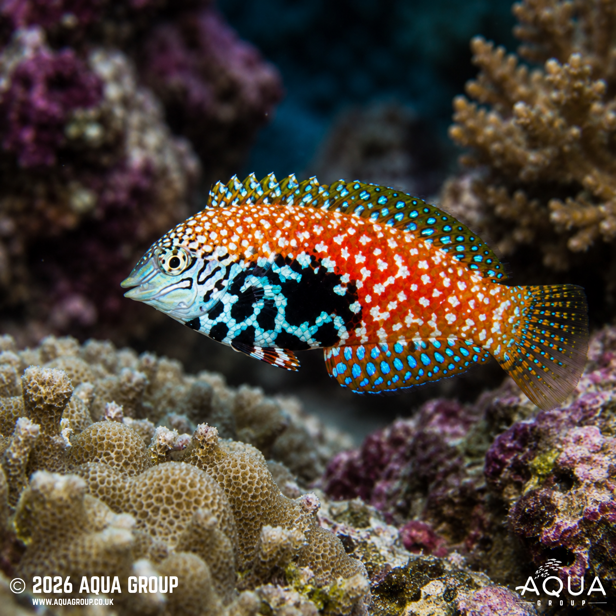 Divided Leopard Wrasse