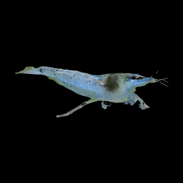 Pearl Blue Shrimp Neocaridina Zhangjiajiensis 2cm - Real Aquatics