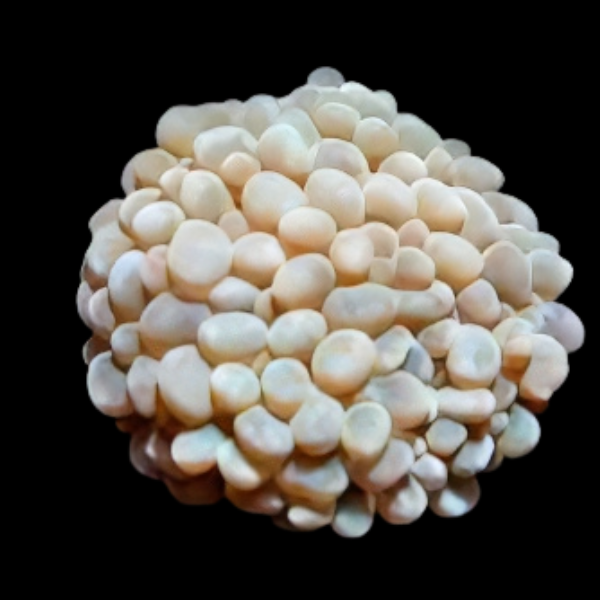 Pearl Bubble Hard Coral Plerogyra Sp - Real Aquatics